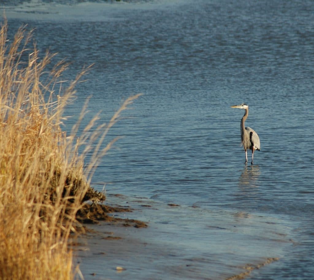 heron in water at the eastern neck national wildlife refuge