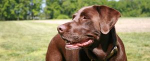 chocolate lab