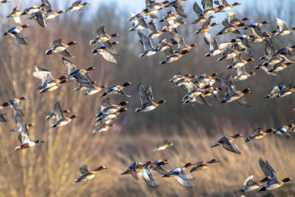 maryland waterfowl season