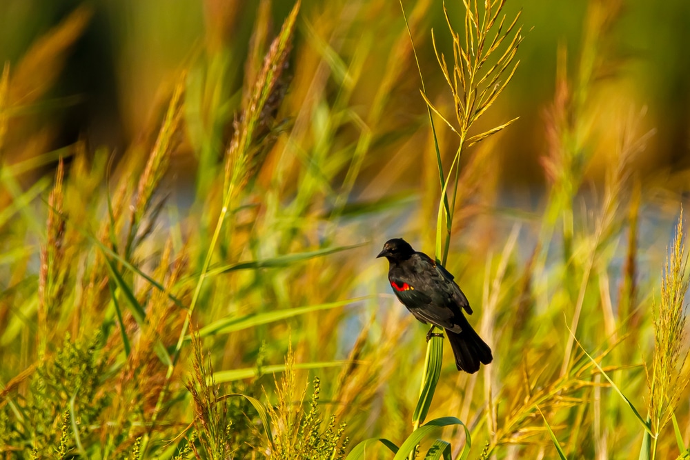 Birdwatching at Terrapin Nature Park and Eastern Neck Wildlife Refuge on the Eastern Shore