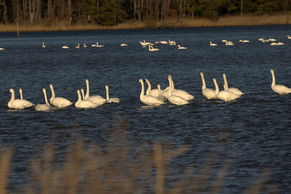 Discover One of the Best Places to Stay in Maryland for 2022 3 Tundra swans on the Eastern Shore in winter, one of the best places to stay in Maryland