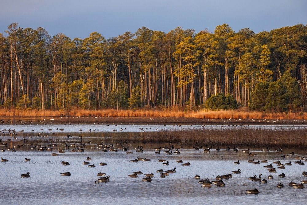 Fall bird migration on the Eastern Shore of Maryland in the fall