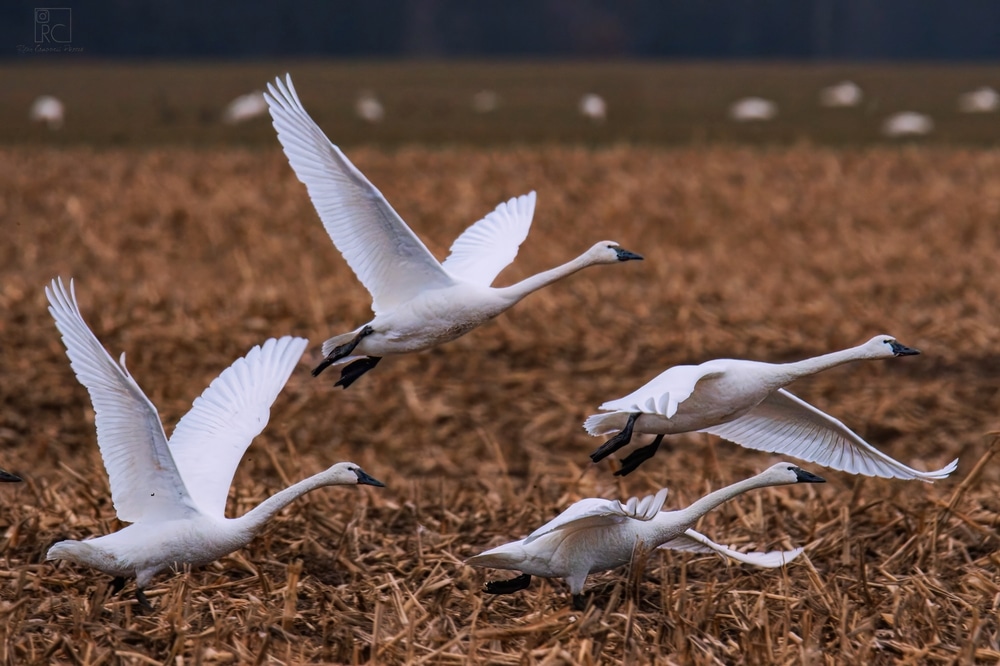 See the Tundra Swans migration at the Eastern Neck National Wildlife Refuge near Rock Hall MD