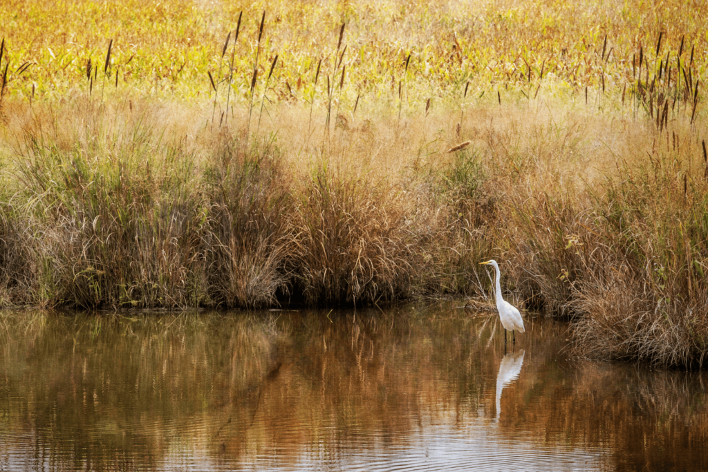 Your Guide To the Best Fall Getaway in Rock Hall, MD 1