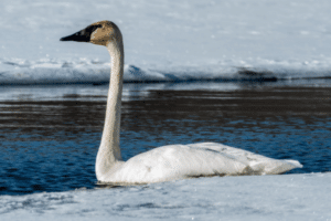 tundra swan
