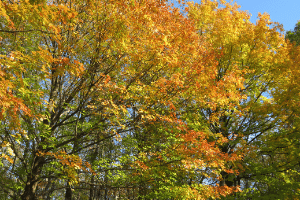 fall foliage
